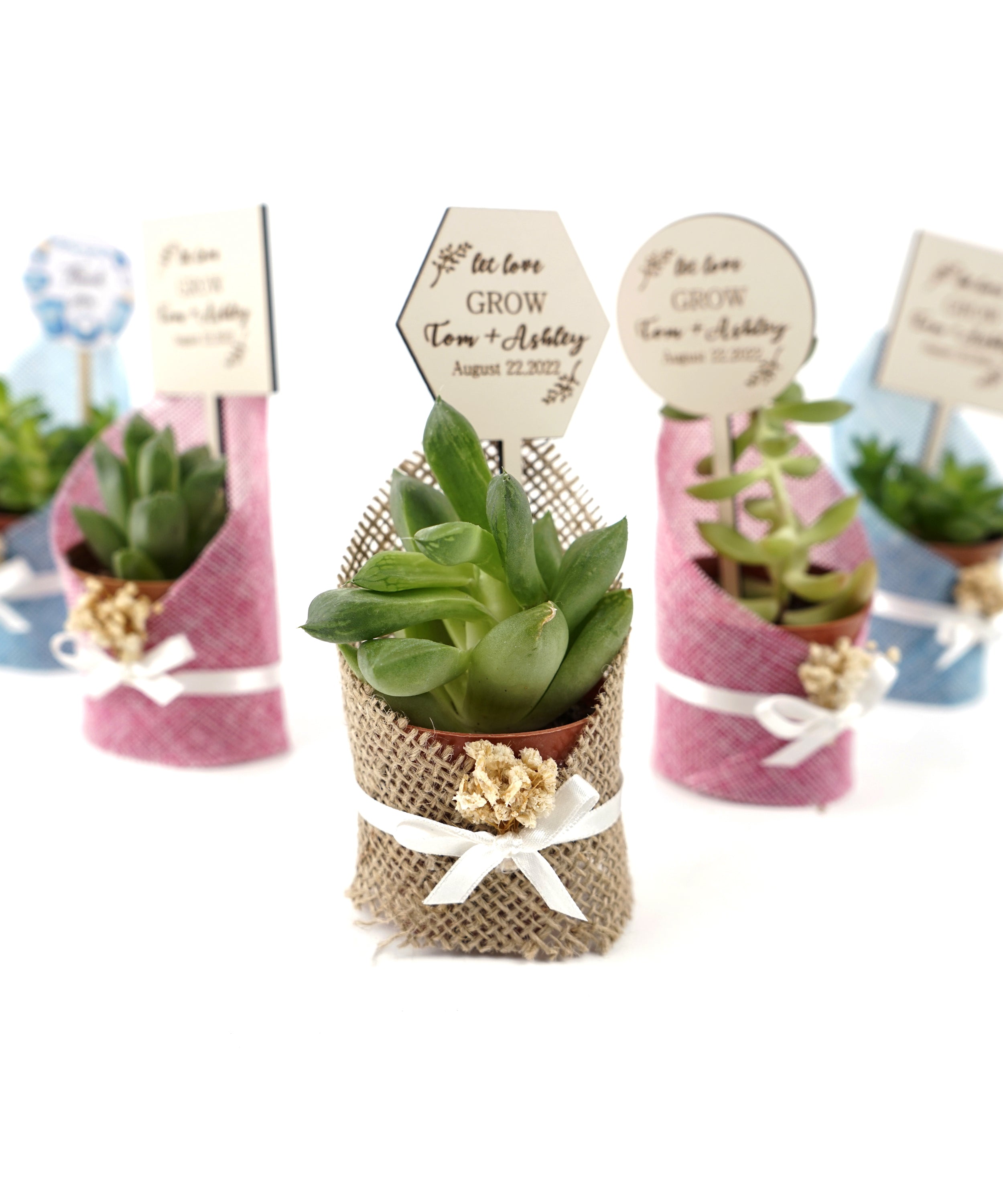 Cadeaux de mariage en toile de jute succulente vivante avec fleurs séchées et étiquette personnalisée